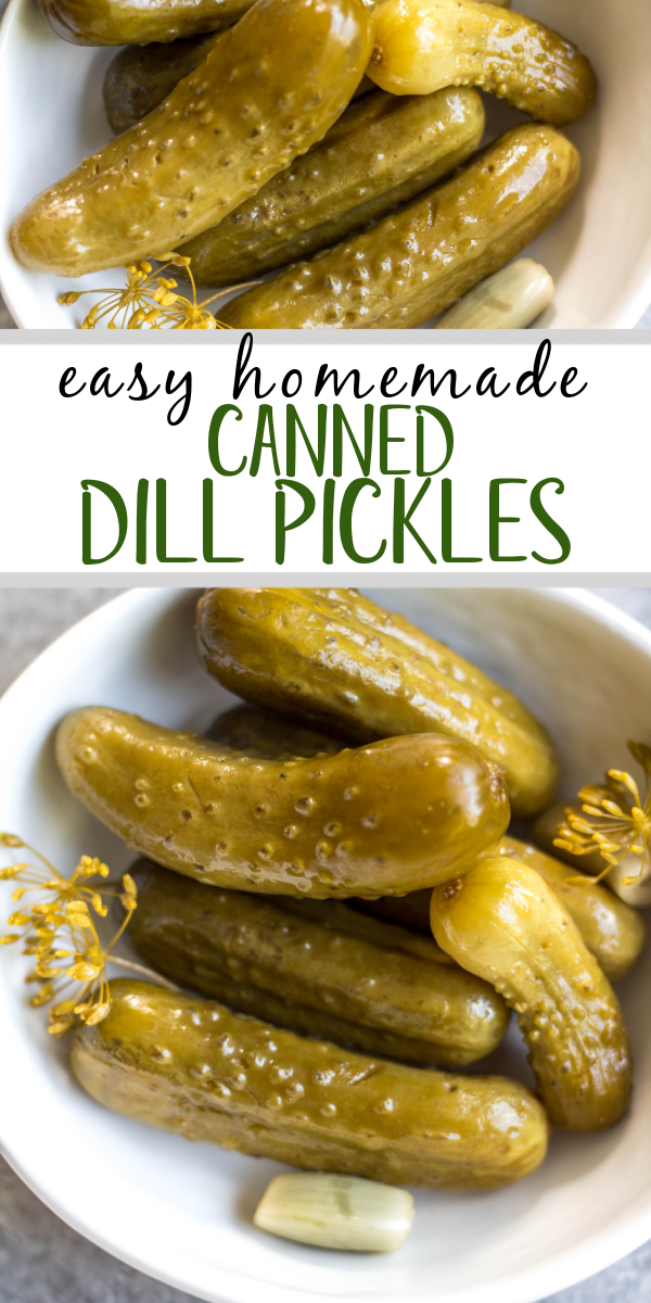 This recipe for canned pickles has been in my family for over 100 years. It's easy, even for a canning beginner, only requires 7 ingredients, including garlic, dill and onions to give them their classic flavor. The mini cucumbers can be crinkle cut into slices, cut into spears, or left whole. This homemade dill pickle recipe yields 40 jars, so you can enjoy them all year, share with family and give as gifts! #homemadepickles #dillpickles #picklerecipe #picklebrine