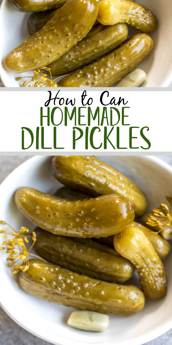 This recipe for canned pickles has been in my family for over 100 years. It's easy, even for a canning beginner, only requires 7 ingredients, including garlic, dill and onions to give them their classic flavor. The mini cucumbers can be crinkle cut into slices, cut into spears, or left whole. This homemade dill pickle recipe yields 40 jars, so you can enjoy them all year, share with family and give as gifts! #homemadepickles #dillpickles #picklerecipe #picklebrine