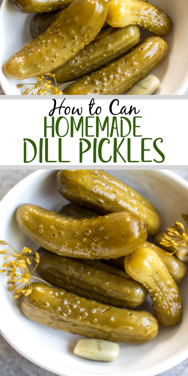 This recipe for canned pickles has been in my family for over 100 years. It's easy, even for a canning beginner, only requires 7 ingredients, including garlic, dill and onions to give them their classic flavor. The mini cucumbers can be crinkle cut into slices, cut into spears, or left whole. This homemade dill pickle recipe yields 40 jars, so you can enjoy them all year, share with family and give as gifts! #homemadepickles #dillpickles #picklerecipe #picklebrine This recipe for canned pickles has been in my family for over 100 years. It's easy, even for a canning beginner, only requires 7 ingredients, including garlic, dill and onions to give them their classic flavor. The mini cucumbers can be crinkle cut into slices, cut into spears, or left whole. This homemade dill pickle recipe yields 40 jars, so you can enjoy them all year, share with family and give as gifts! #homemadepickles #dillpickles #picklerecipe #picklebrine